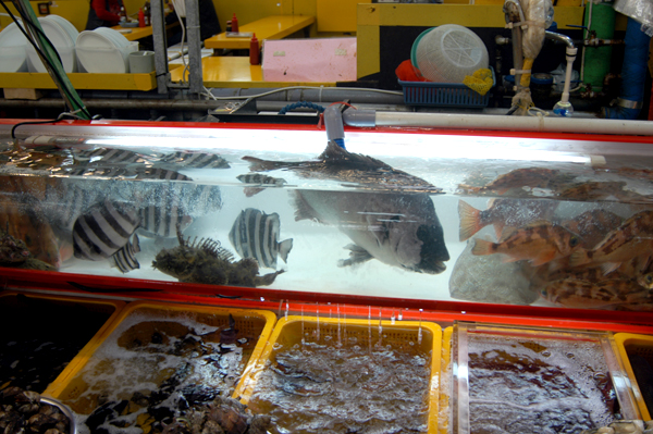 Shindonga Seafood Market