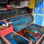 Grilled fish at Jagalchi Market