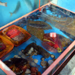 Grilled fish at Jagalchi Market