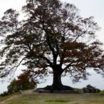 Buyeo Seongheungsanseong Fortress