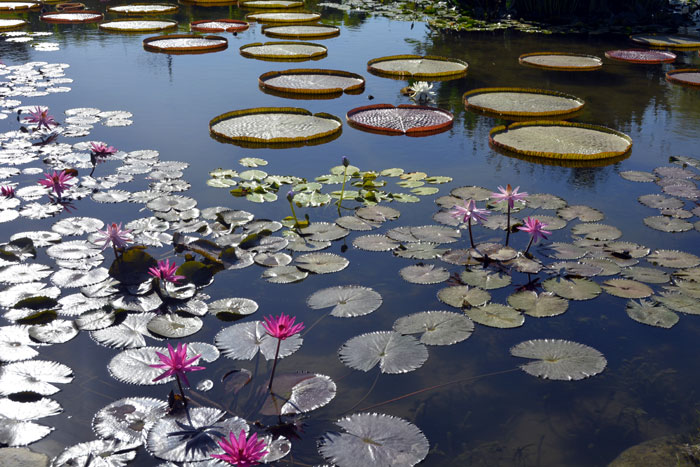 Gungnamji (Buyeo Seodong Park)