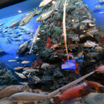 Gijang Fisheries Science Museum