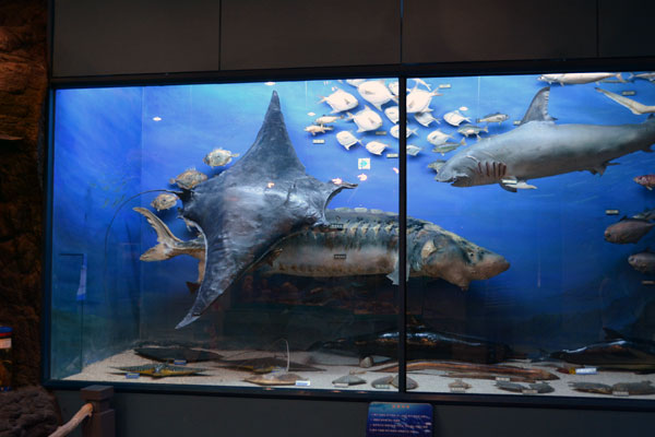 Gijang Fisheries Science Museum