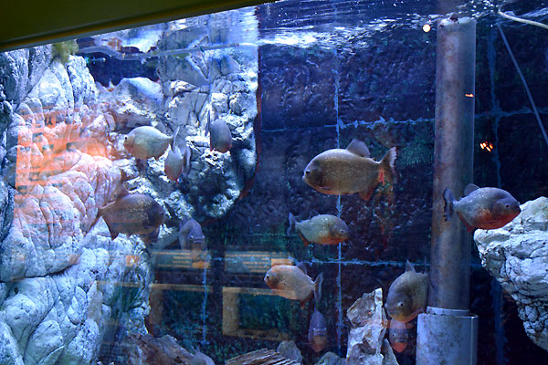 Gijang Fisheries Science Museum