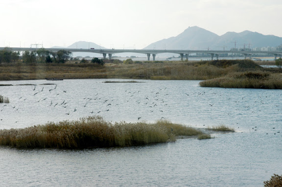 Nakdonggang Estuary Eco Center