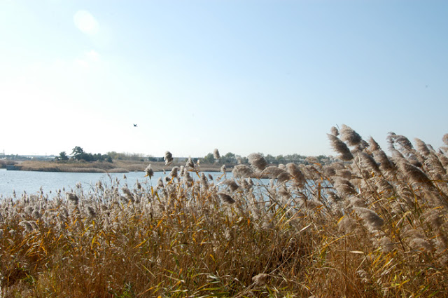 Nakdonggang Estuary Eco Center