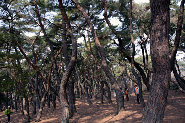 Gyeongju Samneung