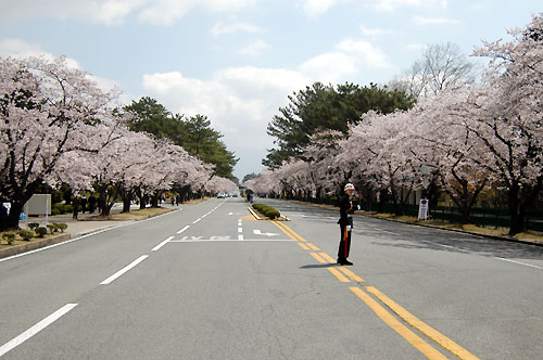 진해군항제