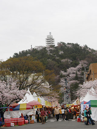 진해군항제