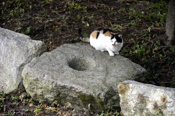 공주 대통사지(공주 반죽동 당간지주)