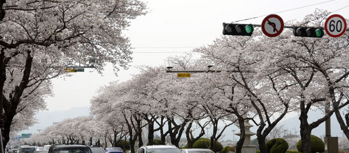 2018年4月1日、いち早く満開となった慶州の桜