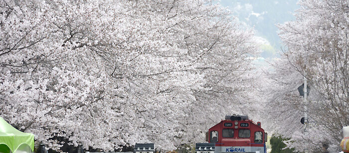 2018年4月2日、満開になった鎮海の桜