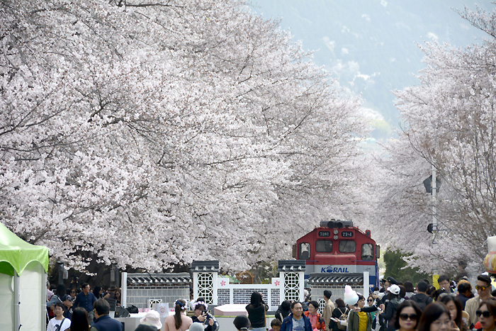 2018年4月2日、満開になった鎮海の桜