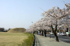 2018年3月31日に慶州の大陵苑一帯で咲いた桜です