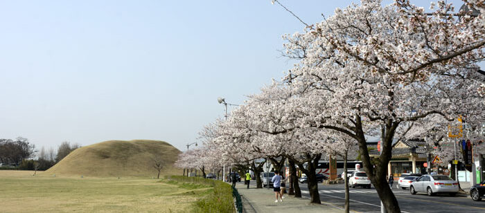 2018年3月31日に慶州の大陵苑一帯で咲いた桜です