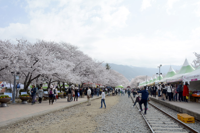 2018年4月2日、満開になった鎮海の桜