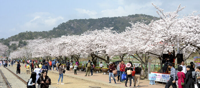 2018年4月2日、満開になった鎮海の桜