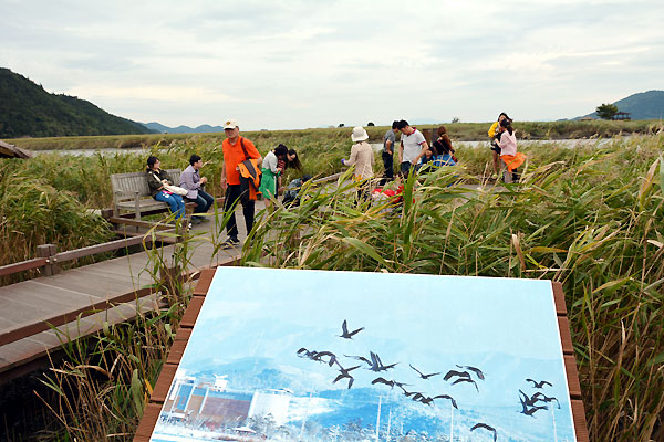 順天湾湿地