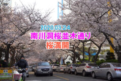 釜山南川洞桜木通りは満開！