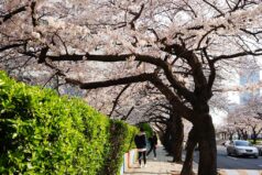 釜山は桜が満開へ