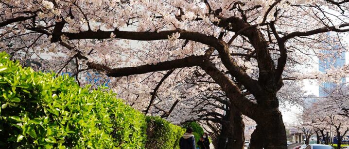 釜山は桜が満開へ