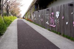 釜山洛東江の菜の花