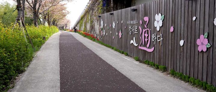 釜山洛東江の菜の花