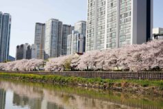 温泉川沿いの桜