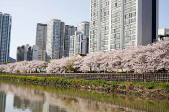 温泉川沿いの桜