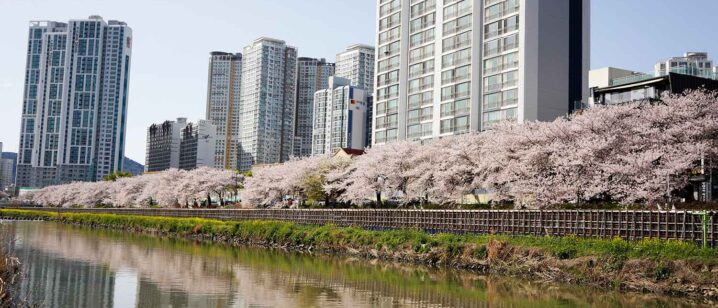 温泉川沿いの桜